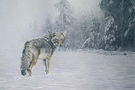 Coyote In Snow by Ron Parker art print