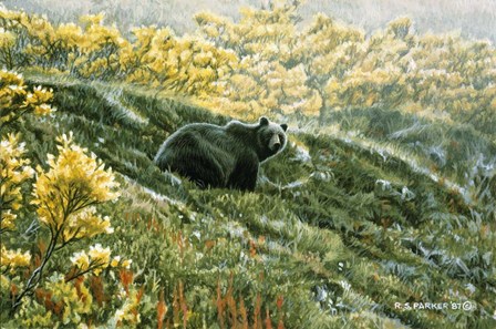 Grizzly In The Blueberries by Ron Parker art print