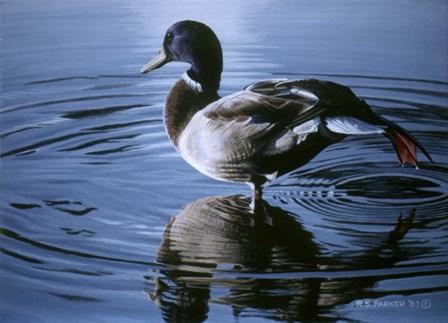 Morning Stretch by Ron Parker art print