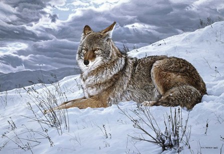 Darkening Sky- Coyote by Ron Parker art print