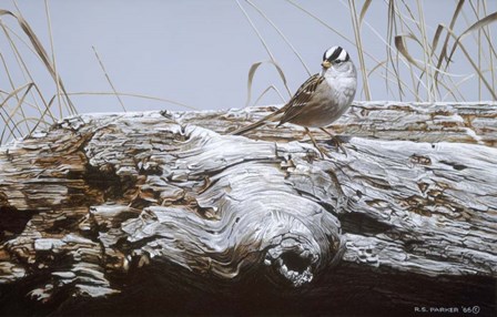 White Crowned Sparrow by Ron Parker art print