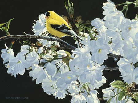 Goldfinch And Blossoms by Ron Parker art print
