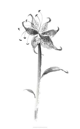 Ink Tiger Lily by Nan Rae art print