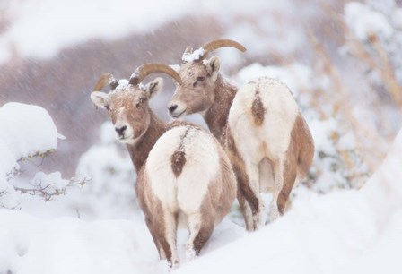 Bighorns Two by Thomas Haney art print