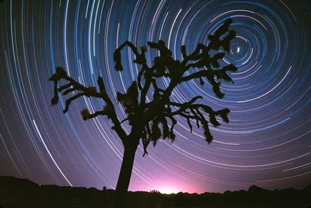 Joshua Tree North Star by Thomas Haney art print