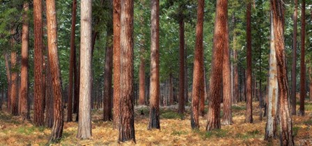 Ponderosa Trunks by Thomas Haney art print