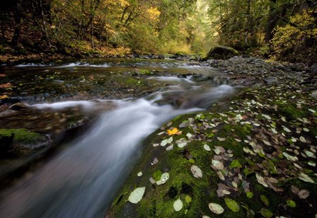 Rushing Best by Thomas Haney art print