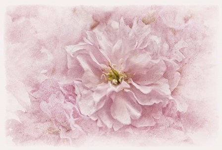 Cherry Blossom by Cora Niele art print