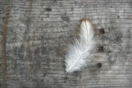 Feather on Rough Wood by Cora Niele art print