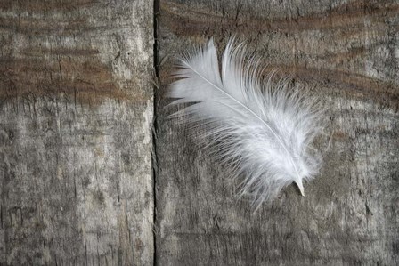Feather on Wood II by Cora Niele art print