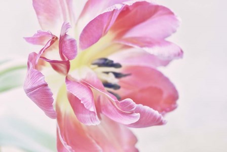Cerise Tulip by Cora Niele art print