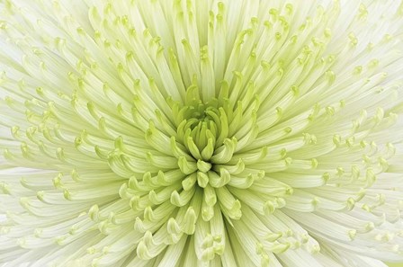 Lime Light Spider Mum by Cora Niele art print