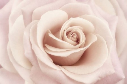 Peach Pink Rose by Cora Niele art print