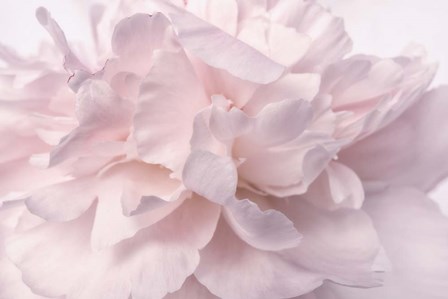 Pink Peony Petals II by Cora Niele art print