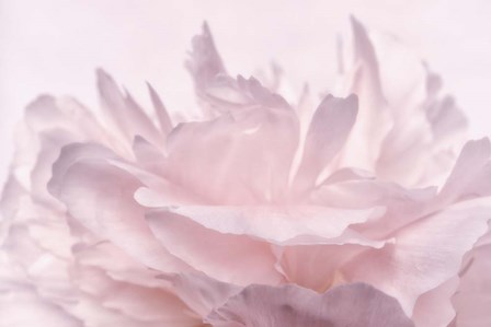 Pink Peony Petals III by Cora Niele art print