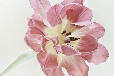 Red Tulip by Cora Niele art print