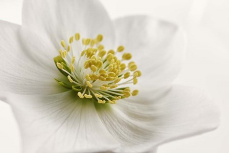 White Helleborus by Cora Niele art print