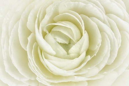 White Persian Buttercup by Cora Niele art print