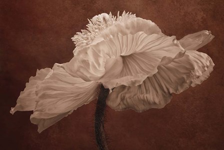 White Poppy by Cora Niele art print