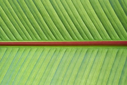 Leaf Texture V by Cora Niele art print