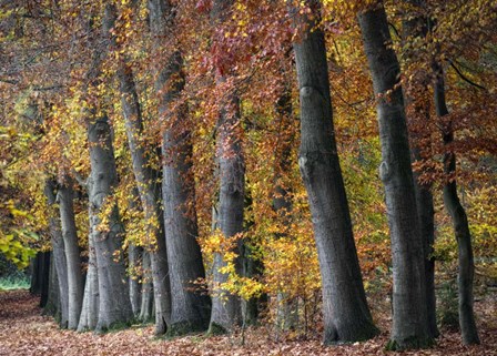 Autumn Beeches I by Cora Niele art print