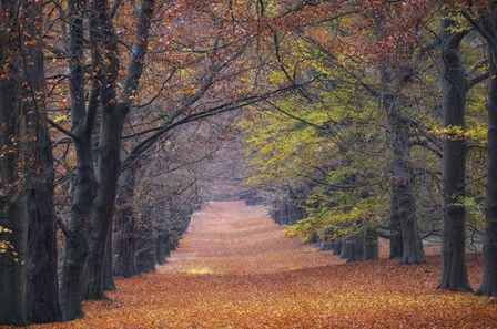Beech Lane by Cora Niele art print