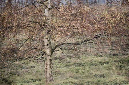 Birch by Cora Niele art print