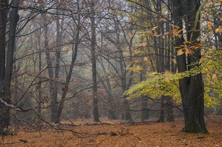 Hazy Wood by Cora Niele art print