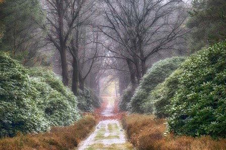 Rhodondendron Lane by Cora Niele art print