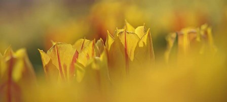 Aurora Tulips by Cora Niele art print