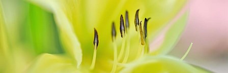 Day Lily Scape by Cora Niele art print