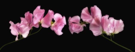 Glowing Sweet Peas by Cora Niele art print