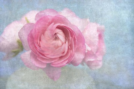 Pink Persian Buttercup Still Life by Cora Niele art print
