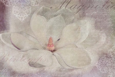 Magnolia by Cora Niele art print