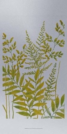 Pattern of Leaves I by Timothy O&#39;Toole art print