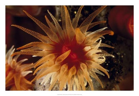 Bewitched - Menado, Indonesia by Beverly Factor art print