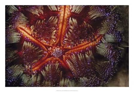 Star Power - Indonesia by Beverly Factor art print