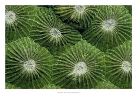 Greenlicious - Thailand by Beverly Factor art print