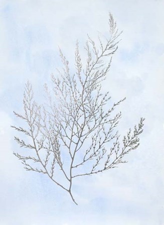 Silver Foil Algae II on Blue - Metallic Foil by Jennifer Goldberger art print