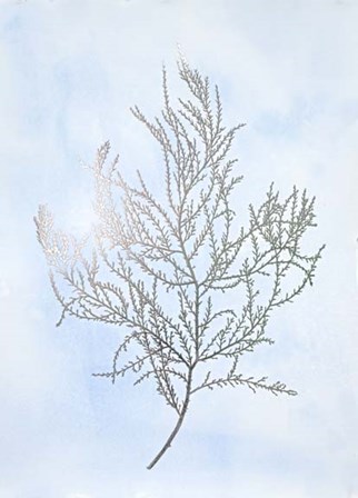 Silver Foil Algae III on Blue - Metallic Foil by Jennifer Goldberger art print