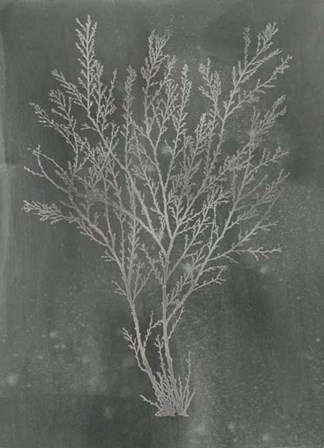 Silver Foil Algae I on Black - Metallic Foil by Jennifer Goldberger art print