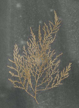 Gold Foil Algae II on Black - Metallic Foil by Jennifer Goldberger art print