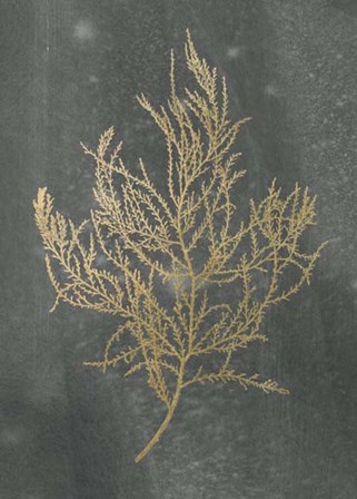 Gold Foil Algae III on Black - Metallic Foil by Jennifer Goldberger art print