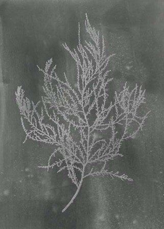 Silver Foil Algae III on Black - Metallic Foil by Jennifer Goldberger art print