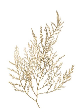 Gold Foil Algae II - Metallic Foil by Jennifer Goldberger art print
