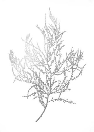 Silver Foil Algae III - Metallic Foil by Jennifer Goldberger art print
