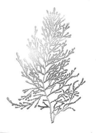 Silver Foil Algae IV - Metallic Foil by Jennifer Goldberger art print