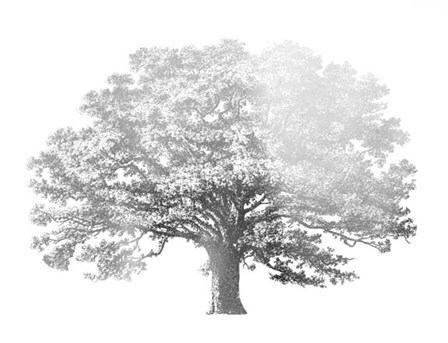 Silver Foil Elephant Tree - Metallic Foil by Vision Studio art print