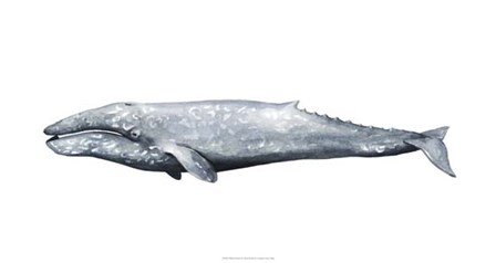 Whale Portrait IV by Grace Popp art print