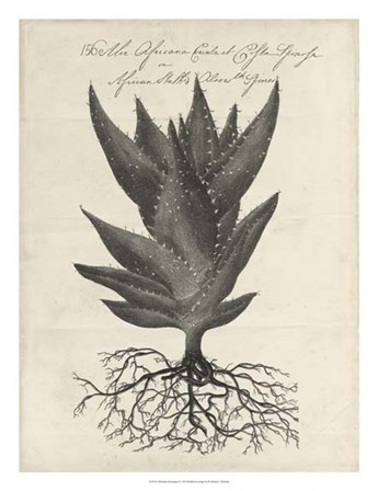 Thornton Succulents I by Robert John Thornton art print